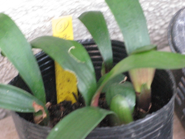 *.. орхидея *olientaru. зеленый цветок ( ho )