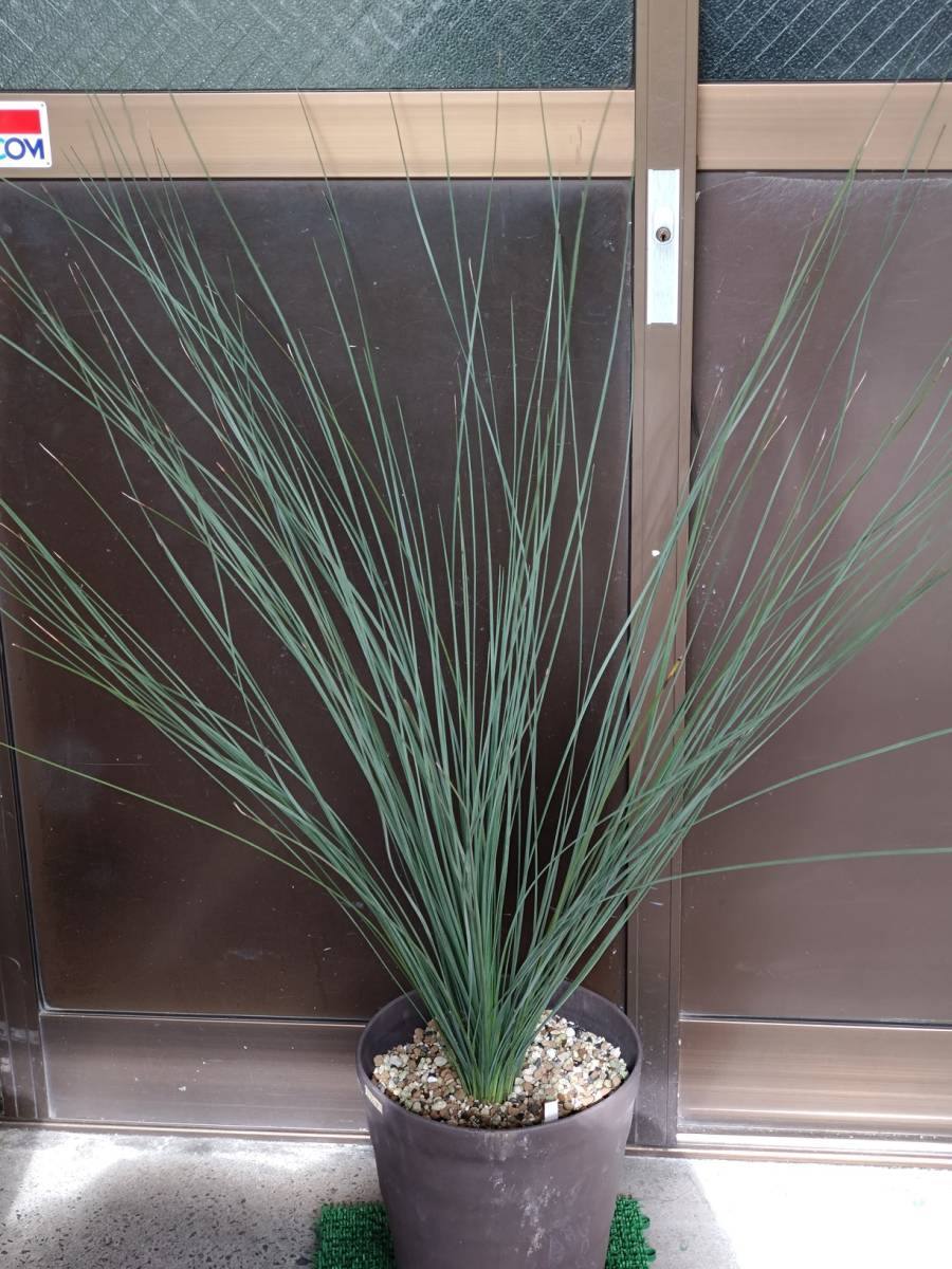 クサントロエア　グラウカ　xanthorrhoea glauca　ブラックボーイ　グラスツリー　当方実生株　(ユッカ　ダシリリオン)　_画像1