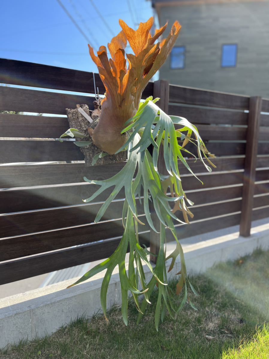 ウイリンキー ビカクシダ 植物 | endageism.com
