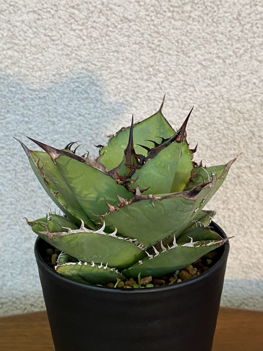 Yahoo!オークション - 【実生5年目】アガベ agave オテロイ Yahoo!オークション - 【実生5年目】アガベ agave オテロイ