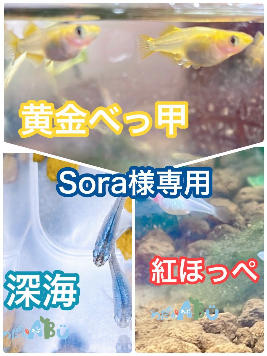 Sora様専用】黄金べっ甲メダカ 有精卵20個+α・深海メダカ 有精卵10個+α