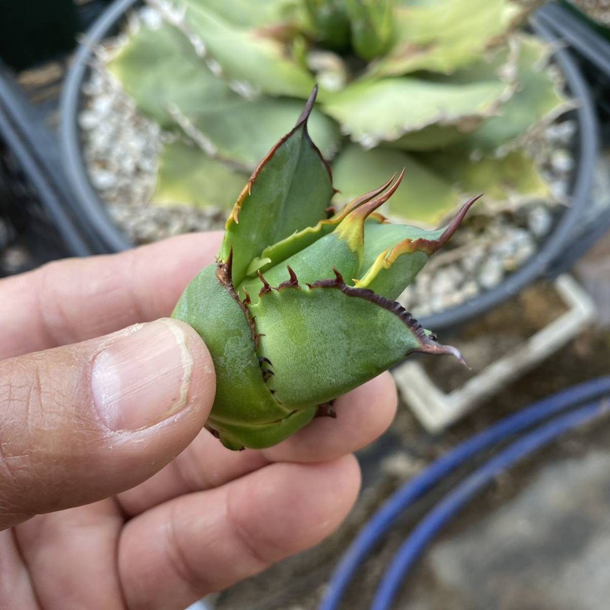 ○特殊○ アガベ チタノタ US ノーネーム ムチムチ 子株