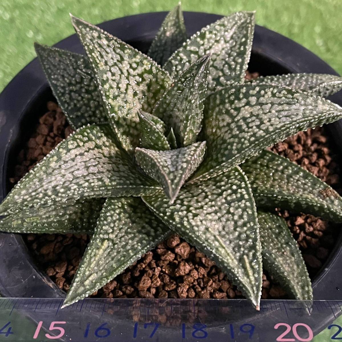 多肉植物 ハオルチア 銀帯橋 コエルマニオルム Mtsn3kotabjm Sch Id 多肉植物 ハオルチア 銀帯橋 コエルマニオルム Mtsn3kotabjm Sch Id