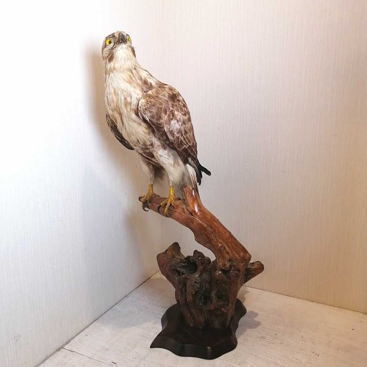i□ 鷹 たか 剥製 置物 はくせい 美品 インテリア 日本 和 JAPAN 鳥