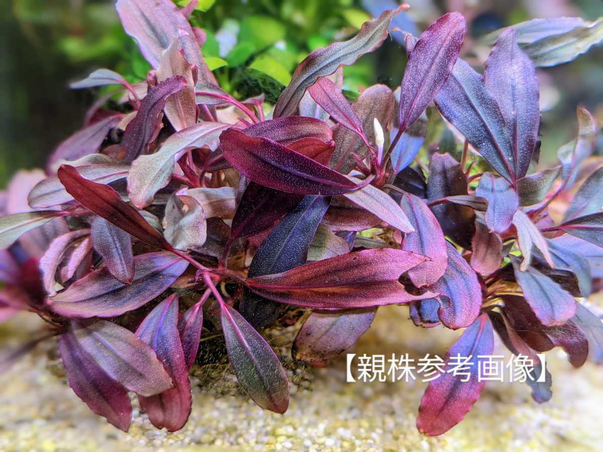専門店では C.1 完全水中葉 ネオ ブセファランドラspレッド &C.10&C18
