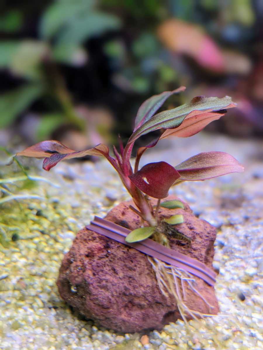 ブセファランドラsp.レッドセレナーデ　完全水中葉　希少　赤紫色