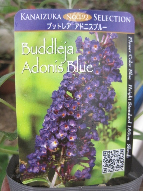 bto редкость рассада [ Adonis голубой ] 10.5cm pot выдерживающий холод .. лист низкий дерево 