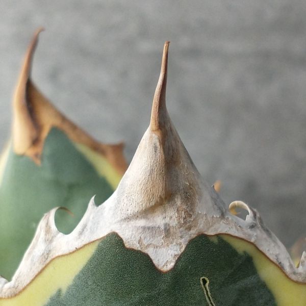 F2196 SS級 US産極上株 アガベ チタノタ スナグルトゥース Agave ...