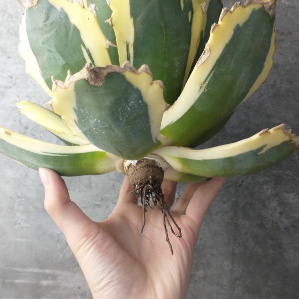 F2196 SS級 US産極上株 アガベ チタノタ スナグルトゥース Agave ...