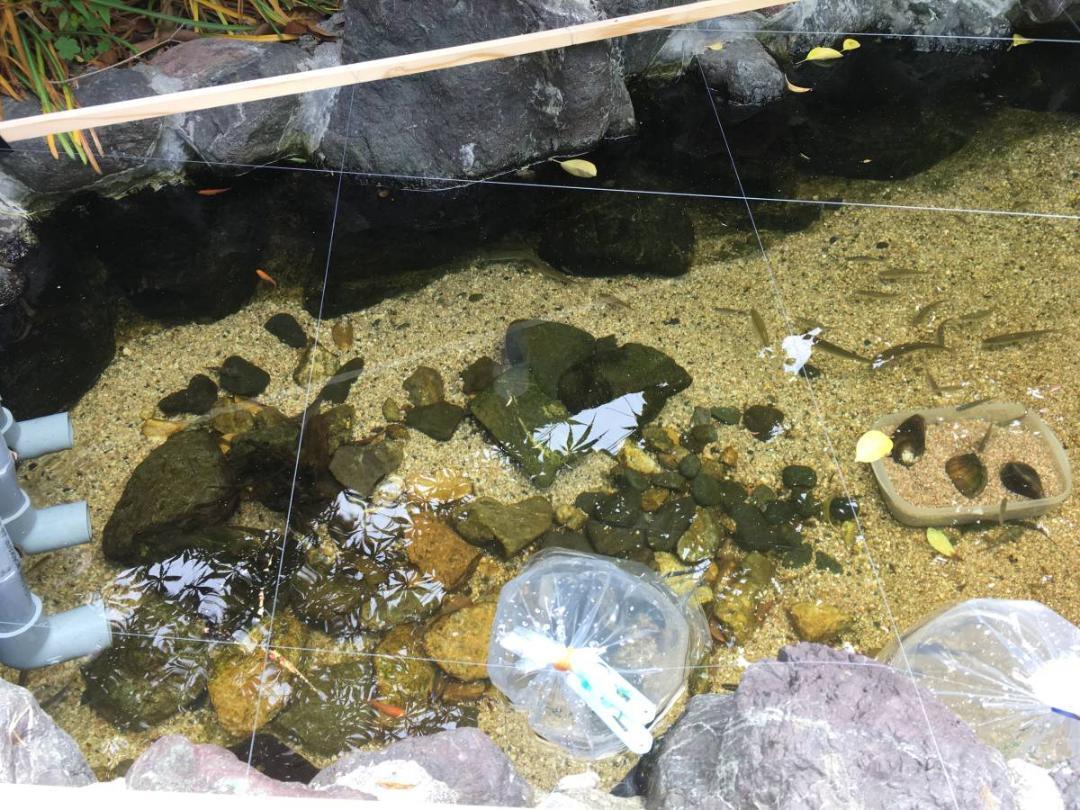 小型の池対応 殺菌灯セット アオコ白点キャッチャー ポンプ 小型の池対応 殺菌灯セット アオコ白点キャッチャー ポンプ