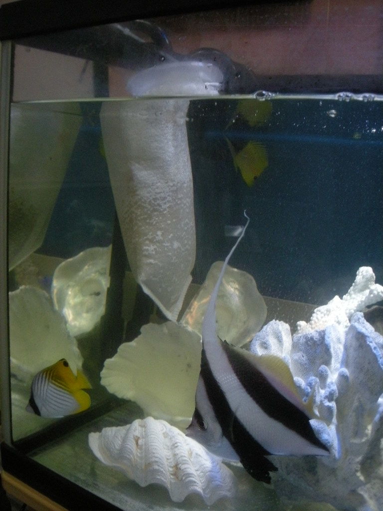 Sタイプ 海水魚 設置の 一例です。