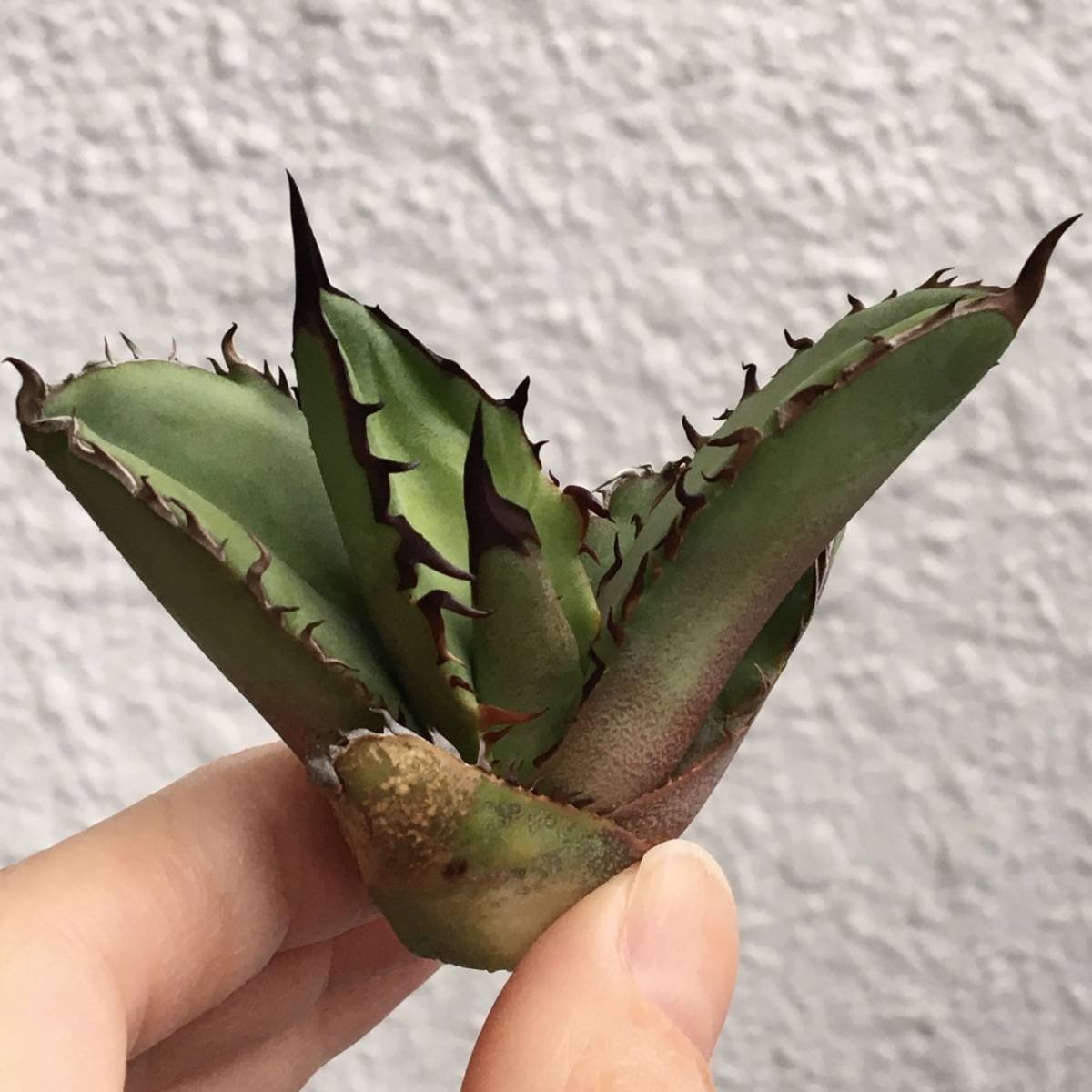 【黒炎 子株】アガベ チタノタ '黒炎' (Agave titanota 'Black Fire') 竜舌蘭 リュウゼツラン 多肉植物 MP117-7_画像2