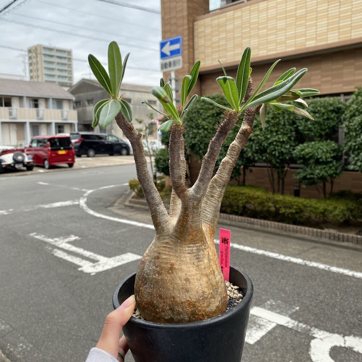 パキポディウム グラキリス 実生 コーデックス 塊根植物 多肉植物 ...
