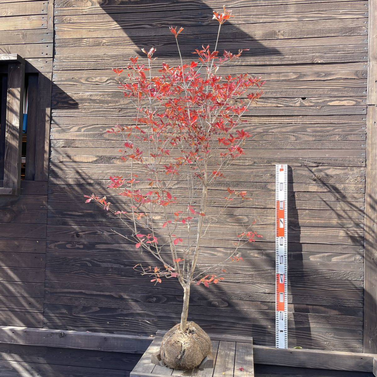 自然天然株】ドウダンツツジ・自然樹形/大株【現品】管理22817【植木