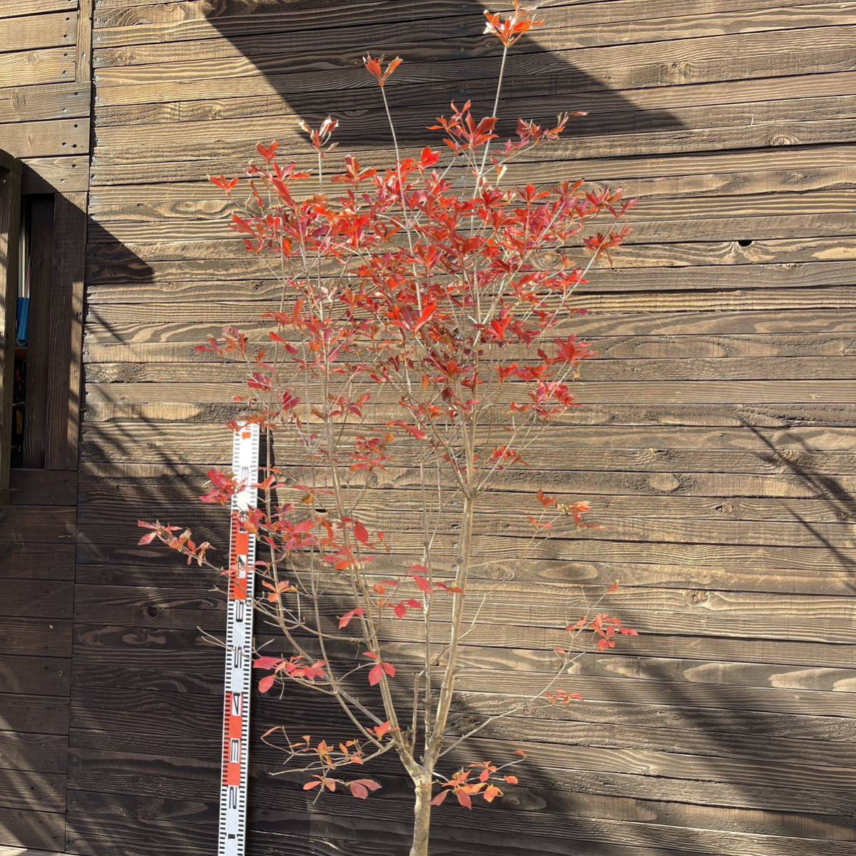 自然天然株】ドウダンツツジ・自然樹形/大株【現品】管理22817 自然天然株】ドウダンツツジ・自然樹形/大株【現品】管理22817