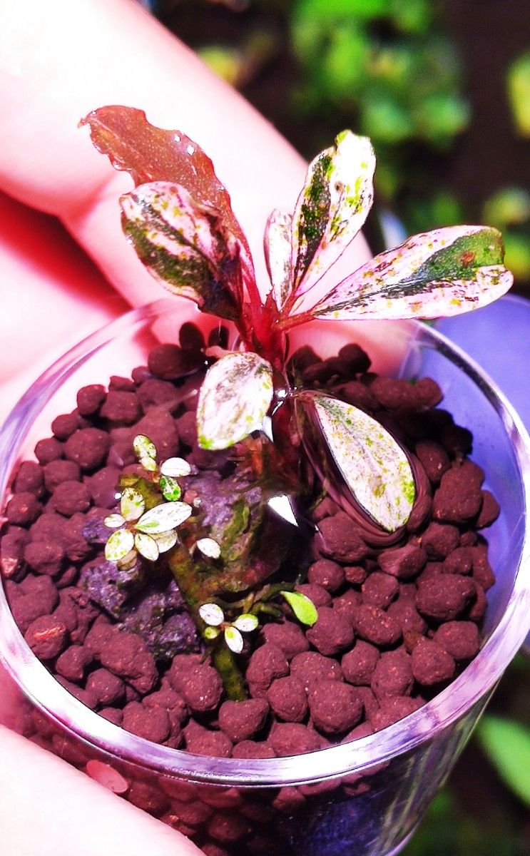 水草 ブセファランドラ sp.varigata pink水中葉斑入れピンク 水草 ブセファランドラ sp.varigata pink水中葉斑入れピンク