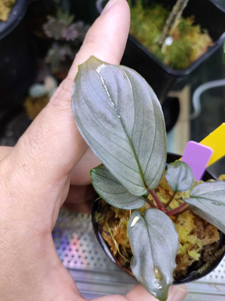 良発色 ホマロメナ Homalomena sp Kayu Hitam KN便|Yahoo 良発色 ホマロメナ Homalomena sp Kayu Hitam KN便|Yahoo