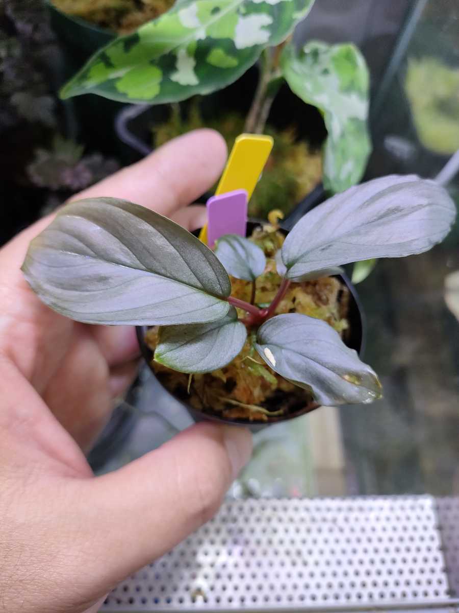 良発色 ホマロメナ Homalomena sp Kayu Hitam KN便|Yahoo 良発色 ホマロメナ Homalomena sp Kayu Hitam KN便|Yahoo