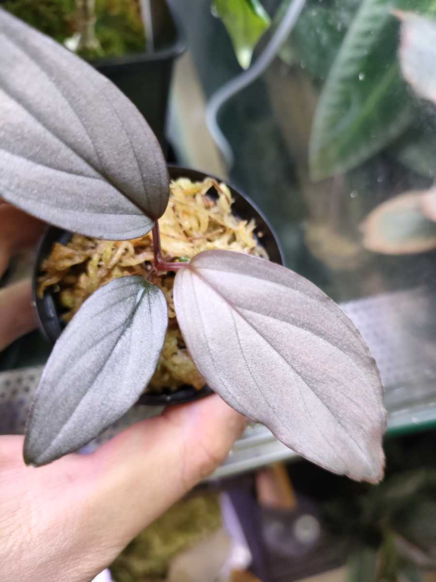 Homalomena sp Sapphire Velvet KN便 ホマロメナ sp サファイア Homalomena sp Sapphire Velvet KN便 ホマロメナ sp サファイア