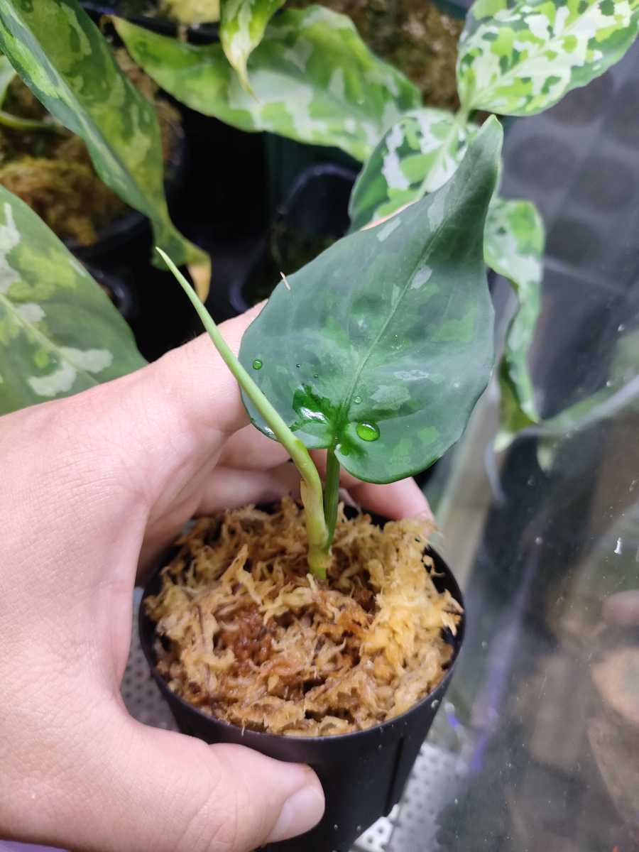 LAiLA便 アグラオネマ ピクタム トリカラー Aglaonema pictum