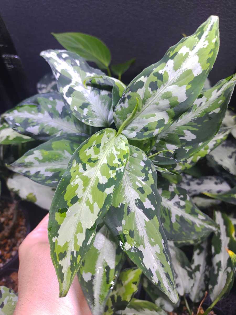 Aglaonema pictum tricolor LA便 アグラオネマ abitur.gnesin-academy.ru