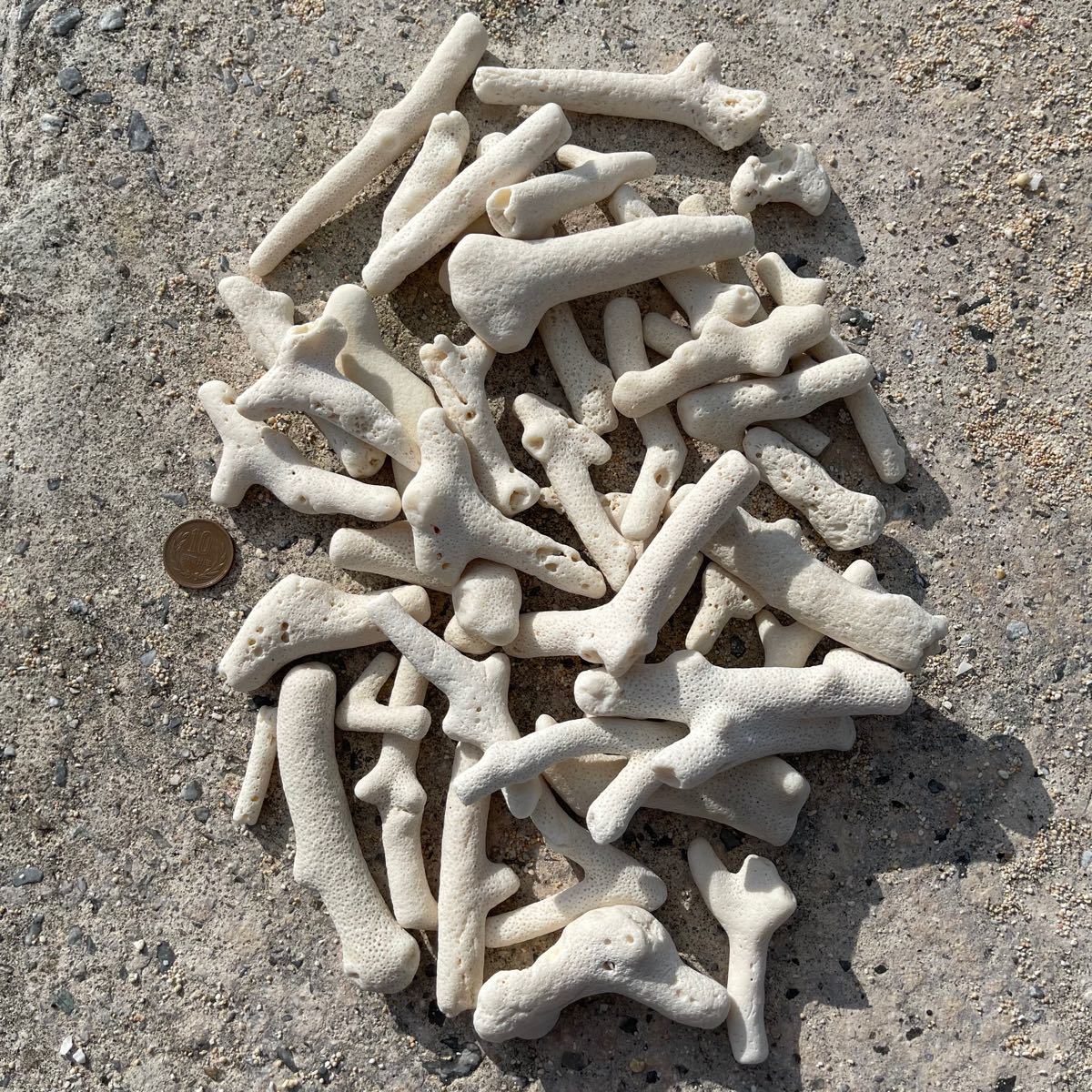 珊瑚 天然コーラル ホワイト サンゴ 枝珊瑚 (約10mm〜25mm)約1kg オブジェ・ディスプレイ・鑑賞用・ビンテージ