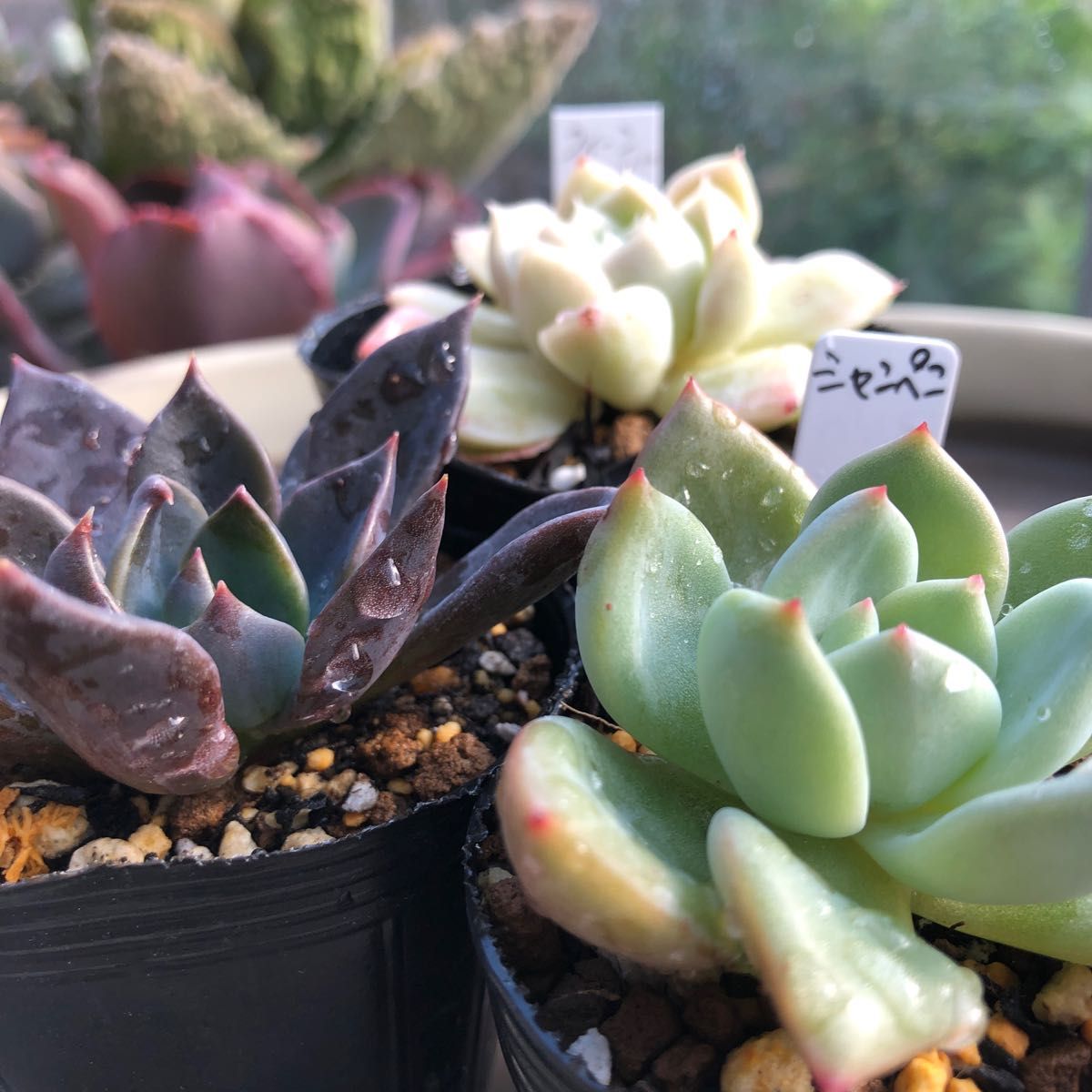 多肉植物 エケベリア 抜き苗 10苗 セット55 クイーンローズ 多肉植物 エケベリア 抜き苗 10苗 セット55 クイーンローズ