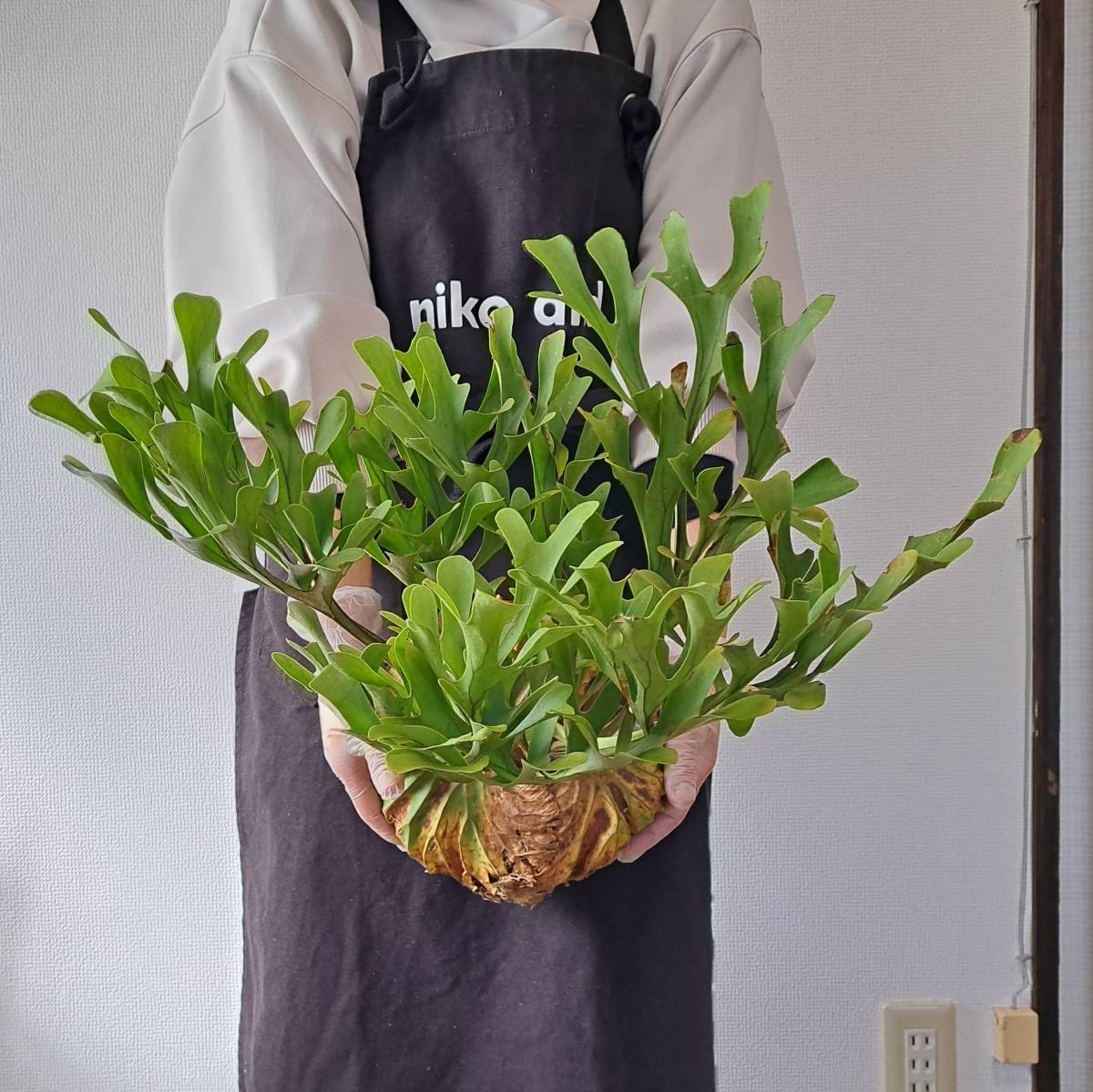 ☆1円スタート☆46L ビカクシダ 植物(大株)☆Platycerium ridleyi