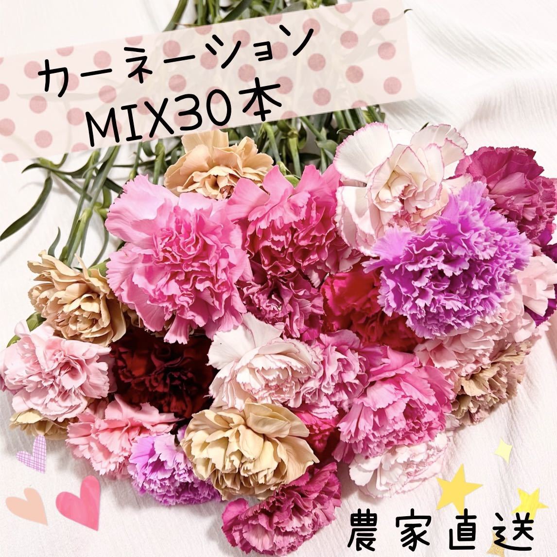 カーネーション MIX 30本 30〜35センチ 生花 切花_画像1