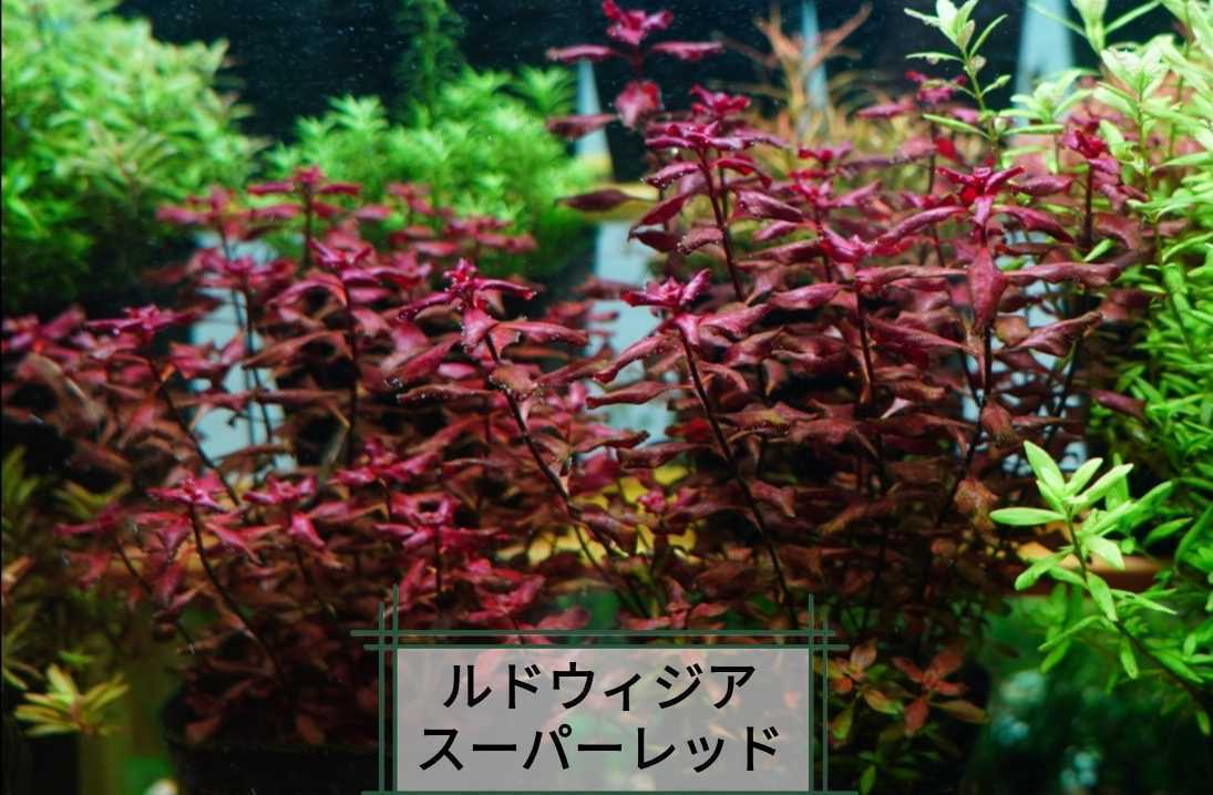 4種35本+アヌビアスナナプチウェーブリーフ2株 水草セット グリーン ...
