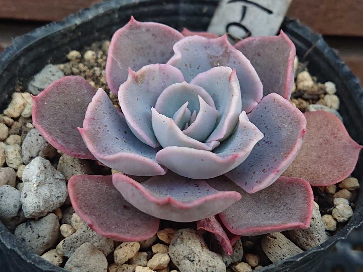 Yahoo!オークション - トロポールス 多肉植物 エケベリア 抜き苗 Yahoo!オークション - トロポールス 多肉植物 エケベリア 抜き苗