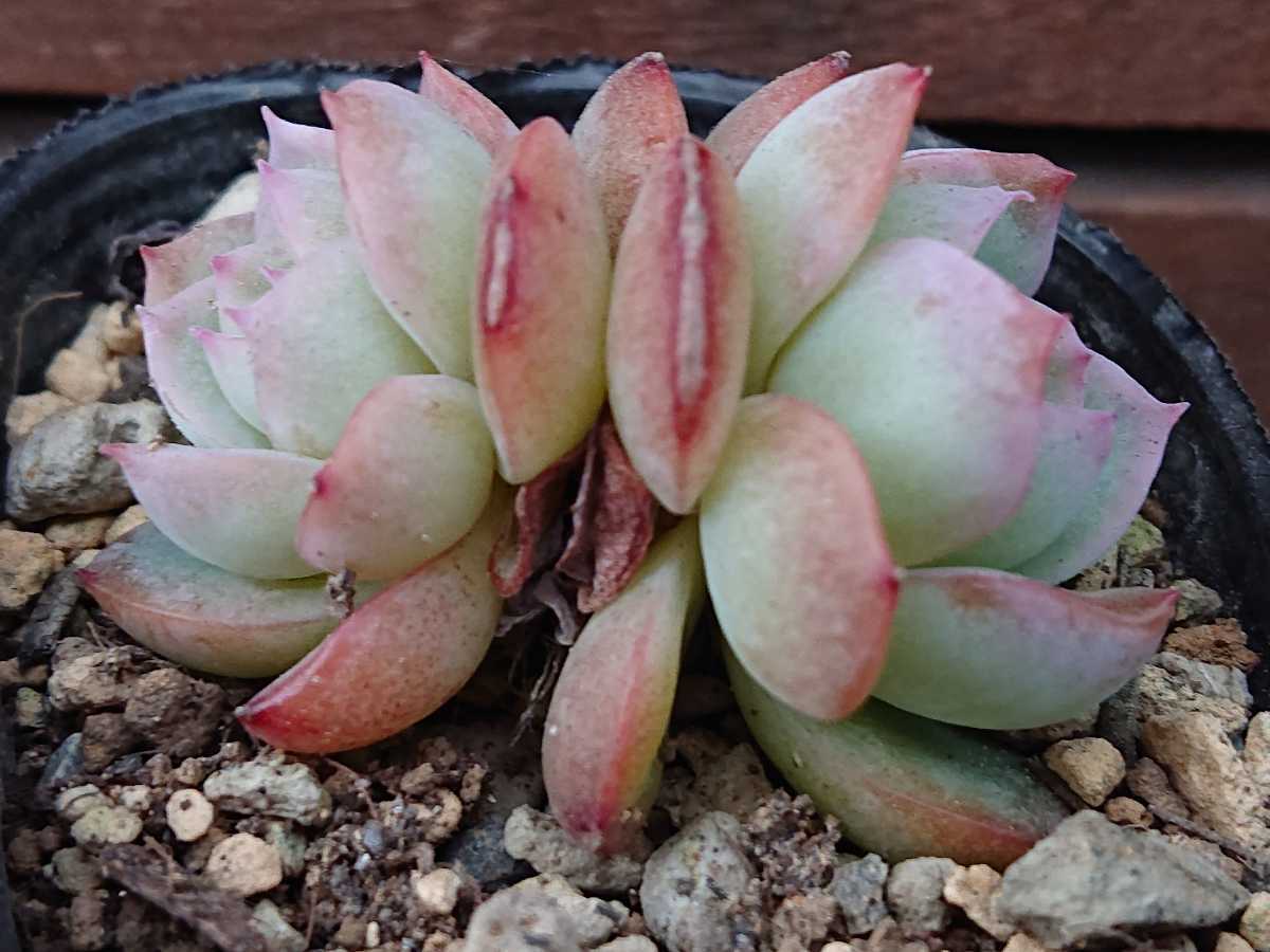 ヤフオク! - ウォーターリリー 多肉植物 エケベリア 抜き苗
