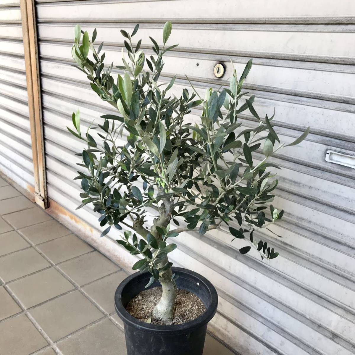 人気SALE限定SALE オリーブの木 創樹ルッカ 7号の通販 by カズアキ's