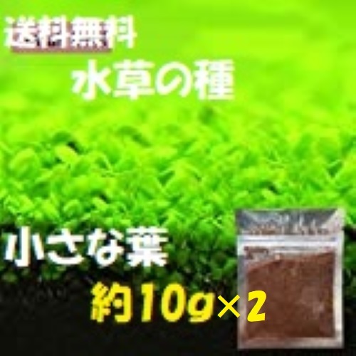 ヤフオク! - お得 種から育てる水草の種 小さい葉(約10g)×...