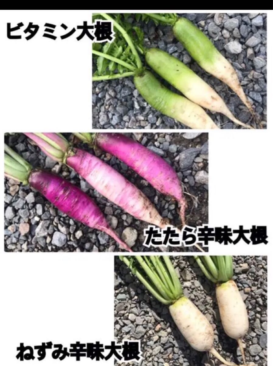 日本クリアランス 信州産 お大根・ビタミン大根食べくらべ♪ www.m