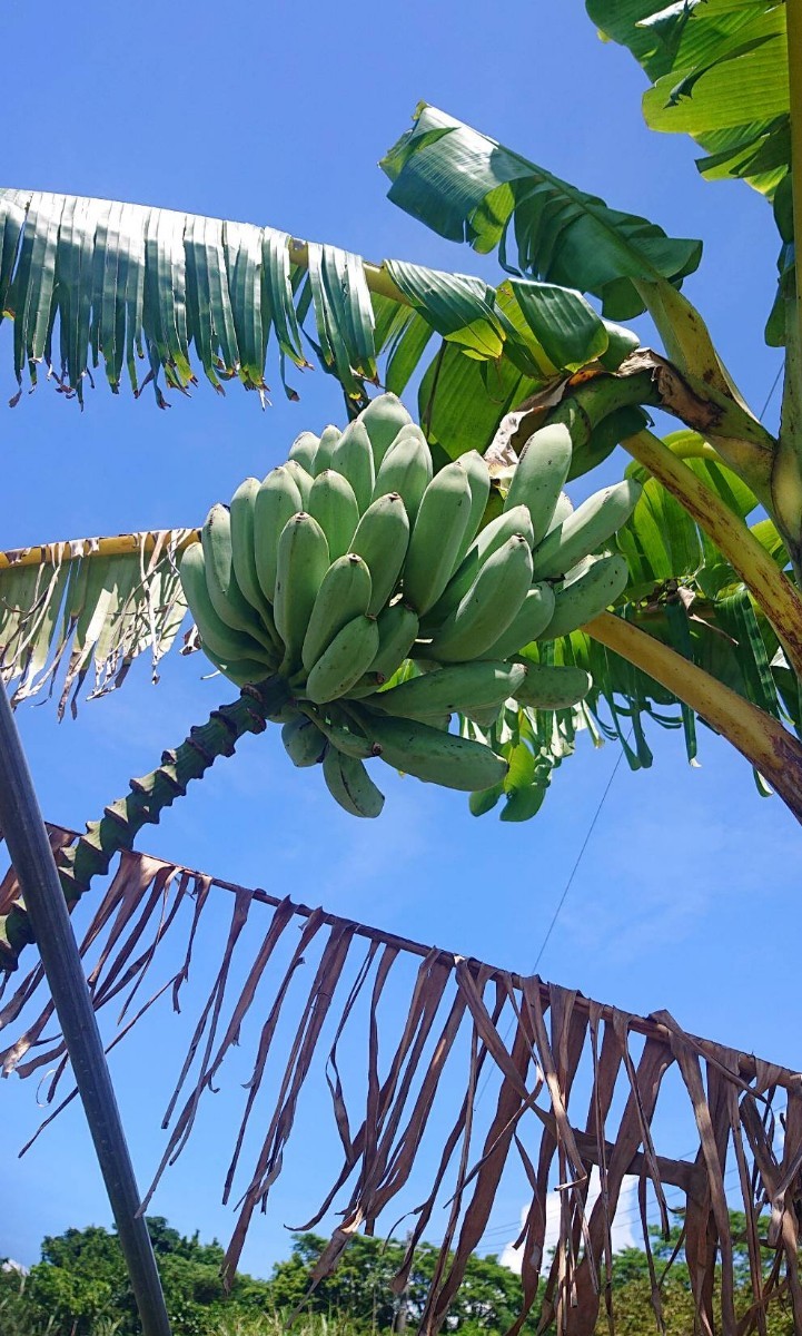 ファッションデザイナー 沖縄本島栽培苗 魅惑の南洋バナナ アイス