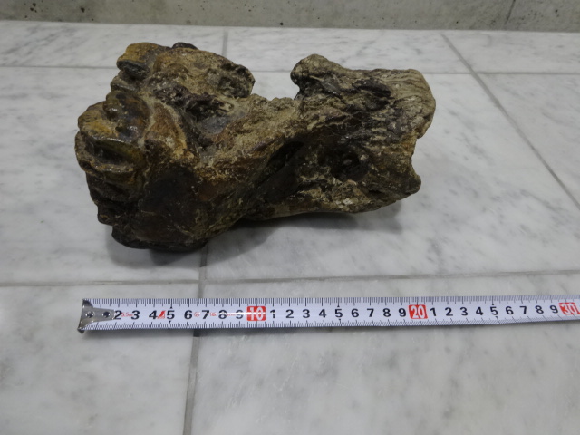 ステゴドン科 アケボノ象 化石 歯 | www.terrafrik.org