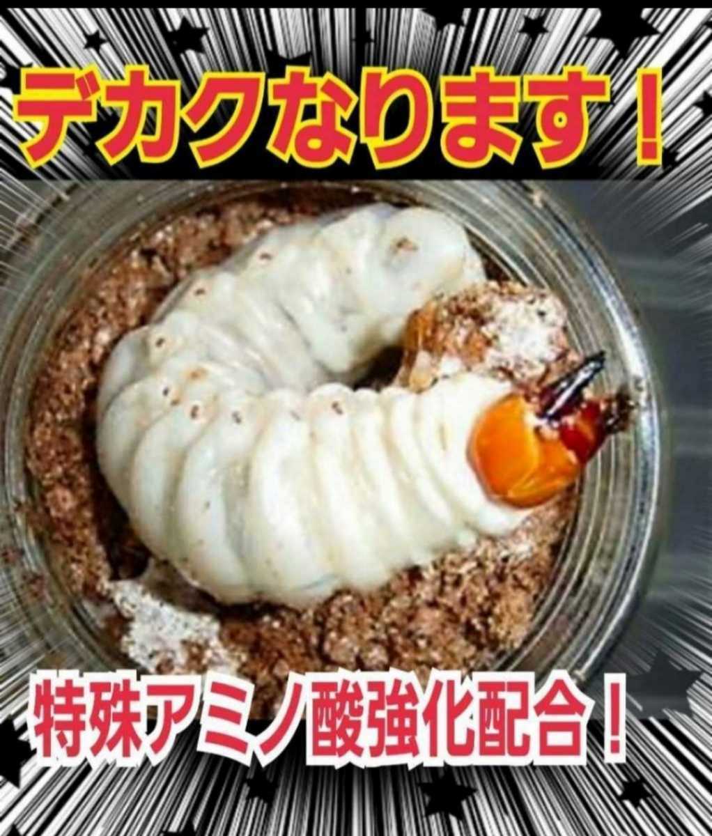 ニジイロクワガタに抜群！極上！黒アワビタケ菌糸瓶【3本】特殊アミノ酸強化配合　オオクワ、ヒラタ、ノコギリ系の初令、2令にもお薦めです