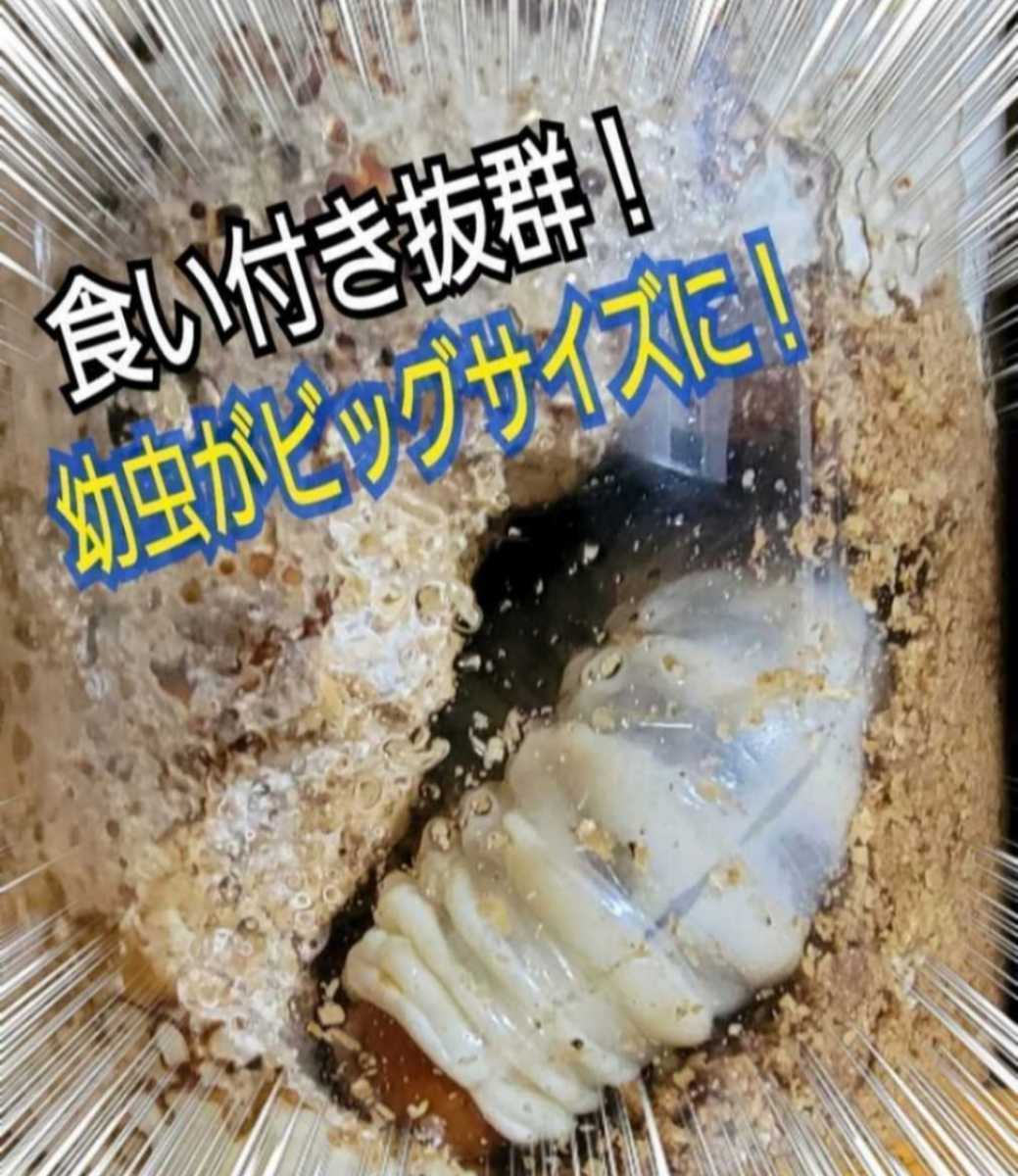 ニジイロクワガタに抜群！極上！黒アワビタケ菌糸瓶【5本】特殊アミノ酸強化配合　オオクワ、ヒラタ、ノコギリ系の初令、2令にもお薦めです_画像7