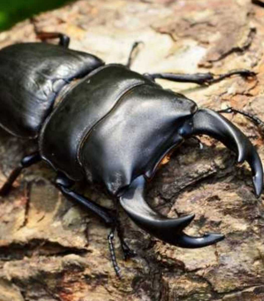 カブトムシ幼虫の栄養強化に！キクラゲ菌床特大ブロック【6個】マットに埋め込むだけでモリモリ食べる　クワガタの産卵床にも　クヌギ100％