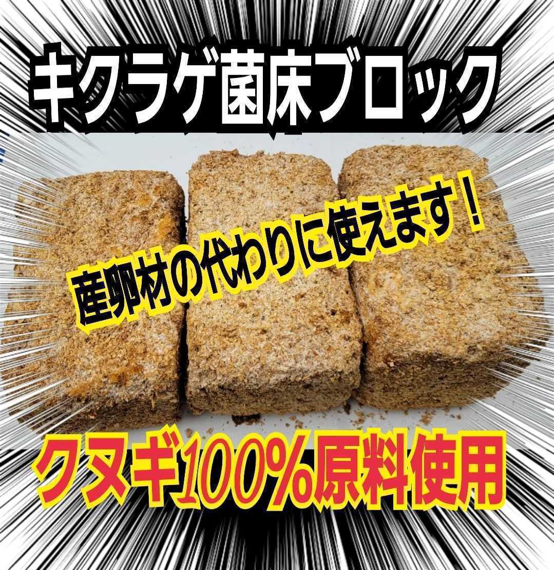 カブトムシ幼虫の栄養強化に！キクラゲ菌床特大ブロック【7個】マットに埋め込むだけでモリモリ食べる　クワガタの産卵床にも　クヌギ100％_画像3