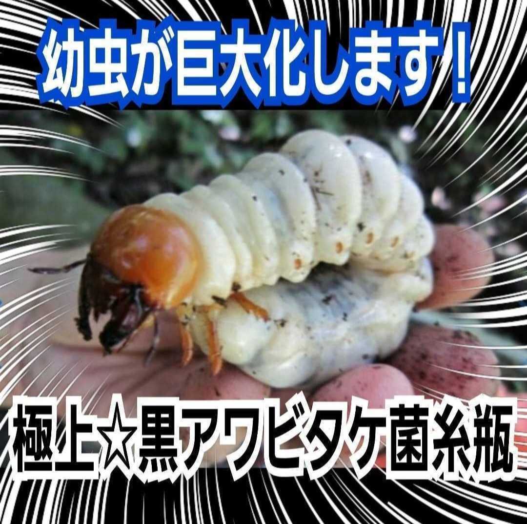 ニジイロクワガタに抜群！極上！黒アワビタケ菌糸瓶【3本】特殊アミノ酸強化配合　オオクワ、ヒラタ、ノコギリ系の初令、2令にもお薦めです