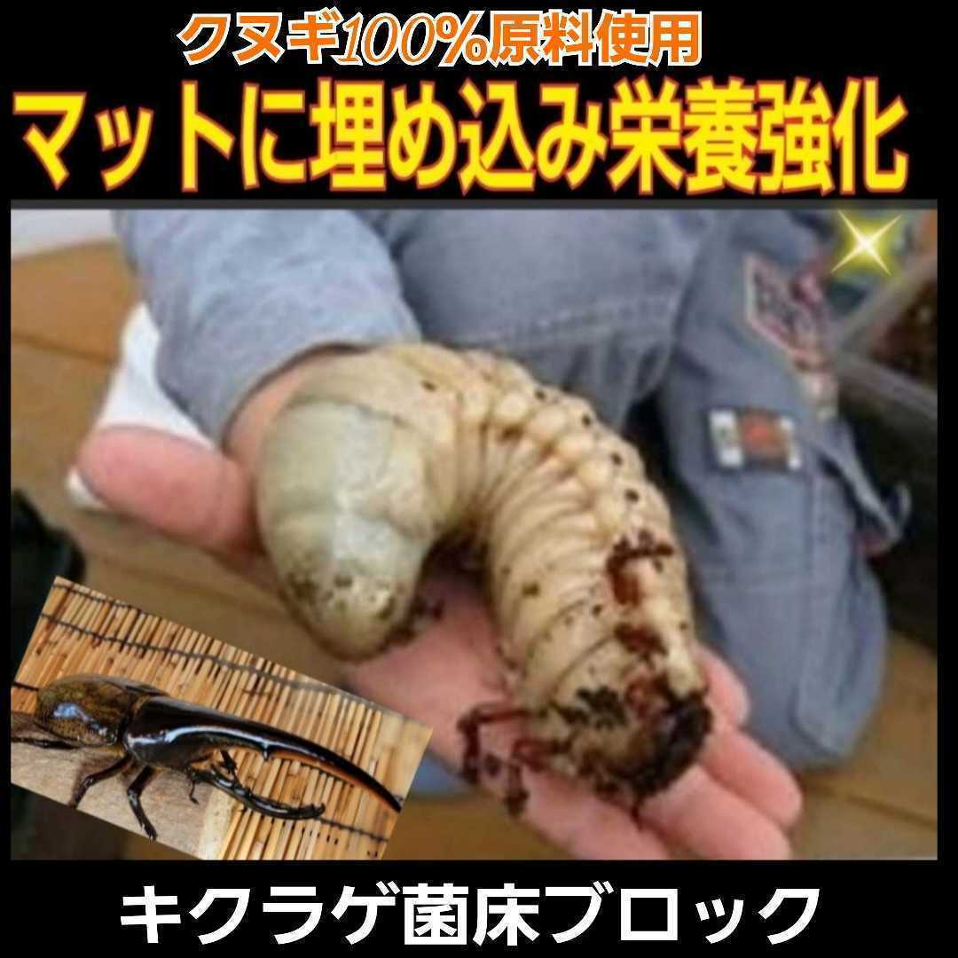 カブトムシ幼虫の栄養強化に！キクラゲ菌床特大ブロック【5個】マットに埋め込むだけでモリモリ食べる　クワガタの産卵床にも！クヌギ100％_画像4