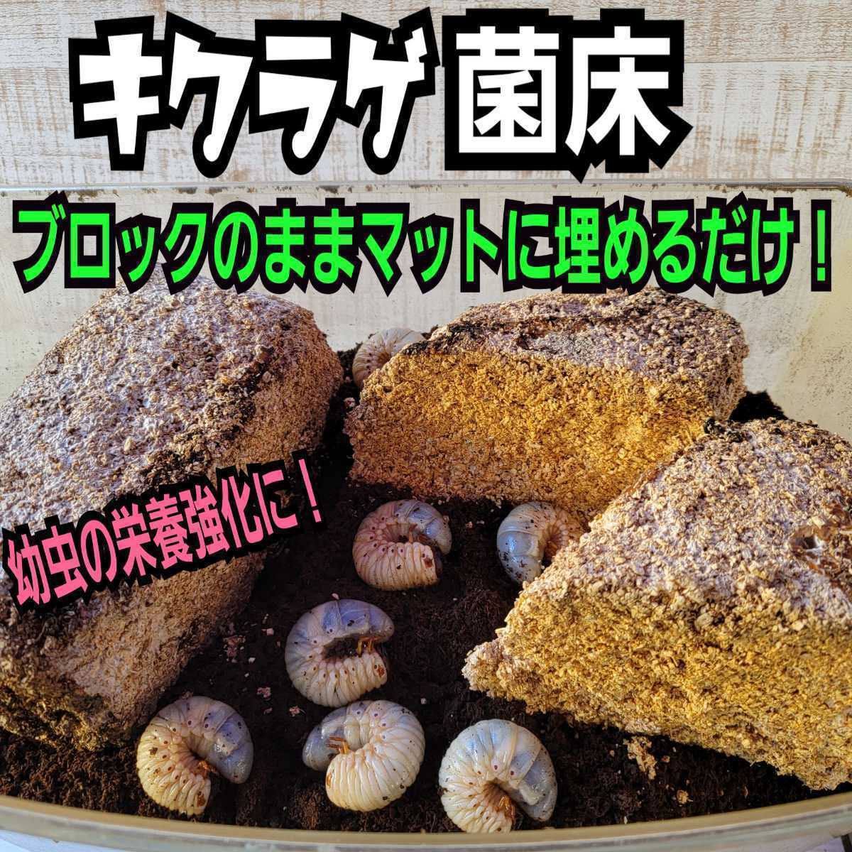 カブトムシ幼虫の栄養強化に！キクラゲ菌床特大ブロック【5個】マットに埋め込むだけでモリモリ食べる　クワガタの産卵床にも！クヌギ100％_画像2