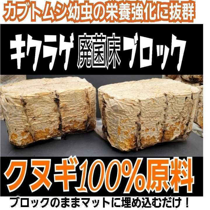 カブトムシ幼虫の栄養強化に！キクラゲ菌床特大ブロック【4個】マットに埋め込むだけでモリモリ食べる　クワガタの産卵床にも！クヌギ100％_画像5