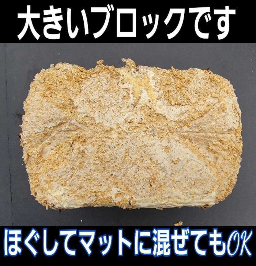 カブトムシ幼虫の栄養強化に！キクラゲ菌床特大ブロック【7個】マットに埋め込むだけでモリモリ食べる　クワガタの産卵床にも　クヌギ100％_画像7