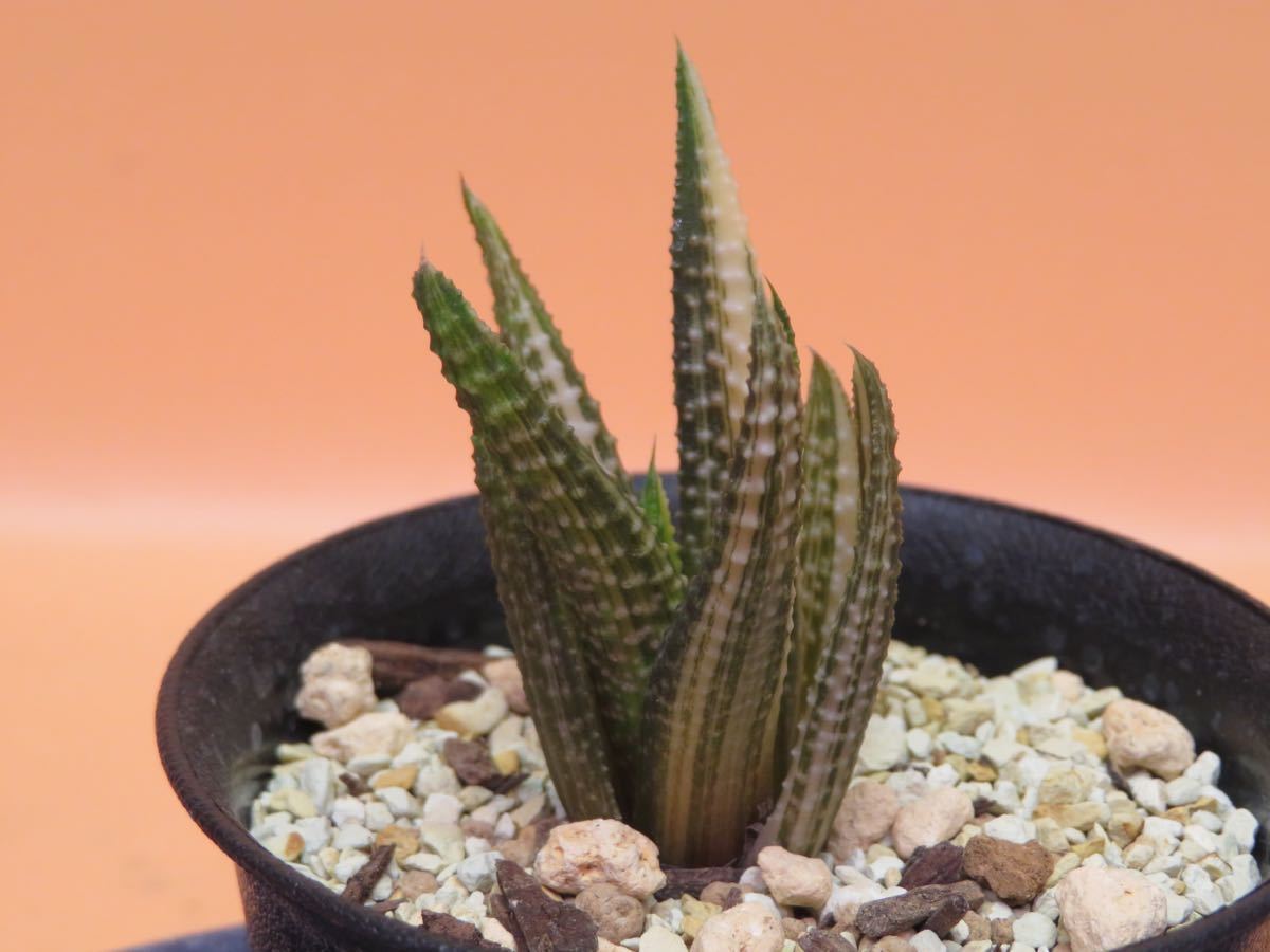 しませんの ヤフオク! コエル交配DX-1錦 ハオルチア サボテン 多肉植物