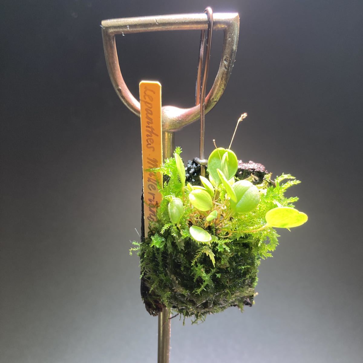 lepanthes mulleriana レア原種小型ランパルダリウム 着生ラン洋 lepanthes mulleriana レア原種小型ランパルダリウム 着生ラン洋