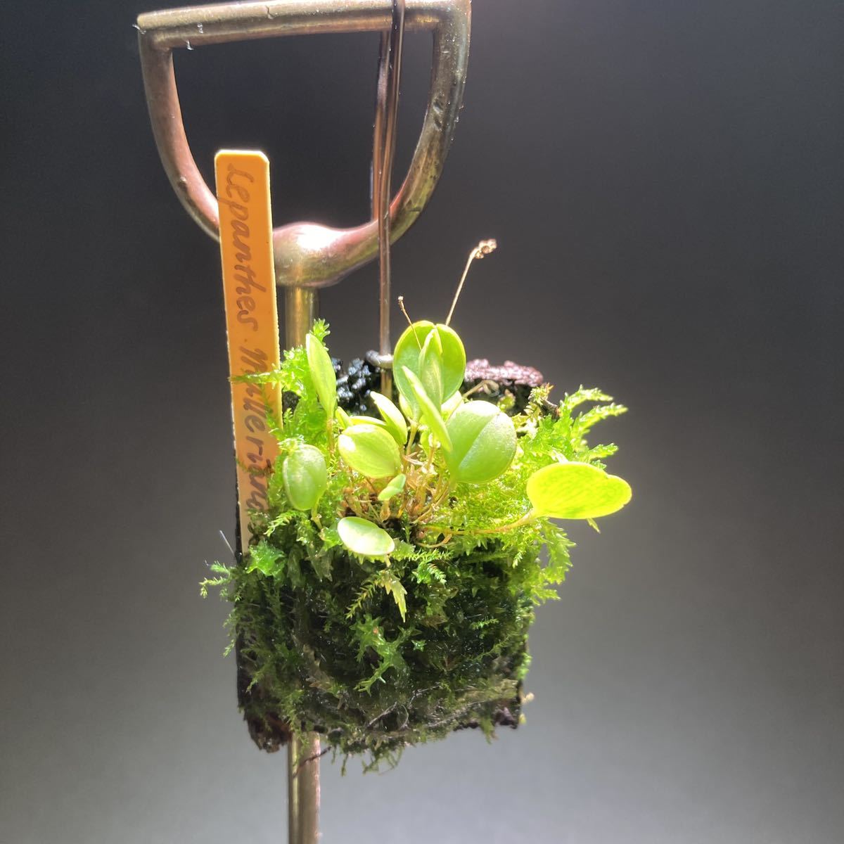lepanthes mulleriana レア原種小型ランパルダリウム 着生ラン洋 lepanthes mulleriana レア原種小型ランパルダリウム 着生ラン洋