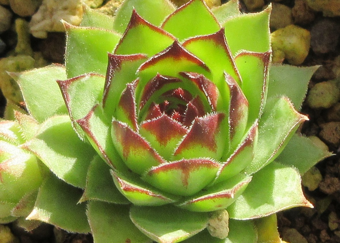 12 Hepworth hyb センペルビウム 多肉植物 | www.ptdexam.com